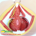 VENDER 12463 Life Size Anatomy Biology Education Male Perineum Medical Model